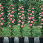 Ruža popínavá (Rosa rampicante) ´LEONARDO DA VINCI®´ - výška 80-120 cm, kont. C5L
